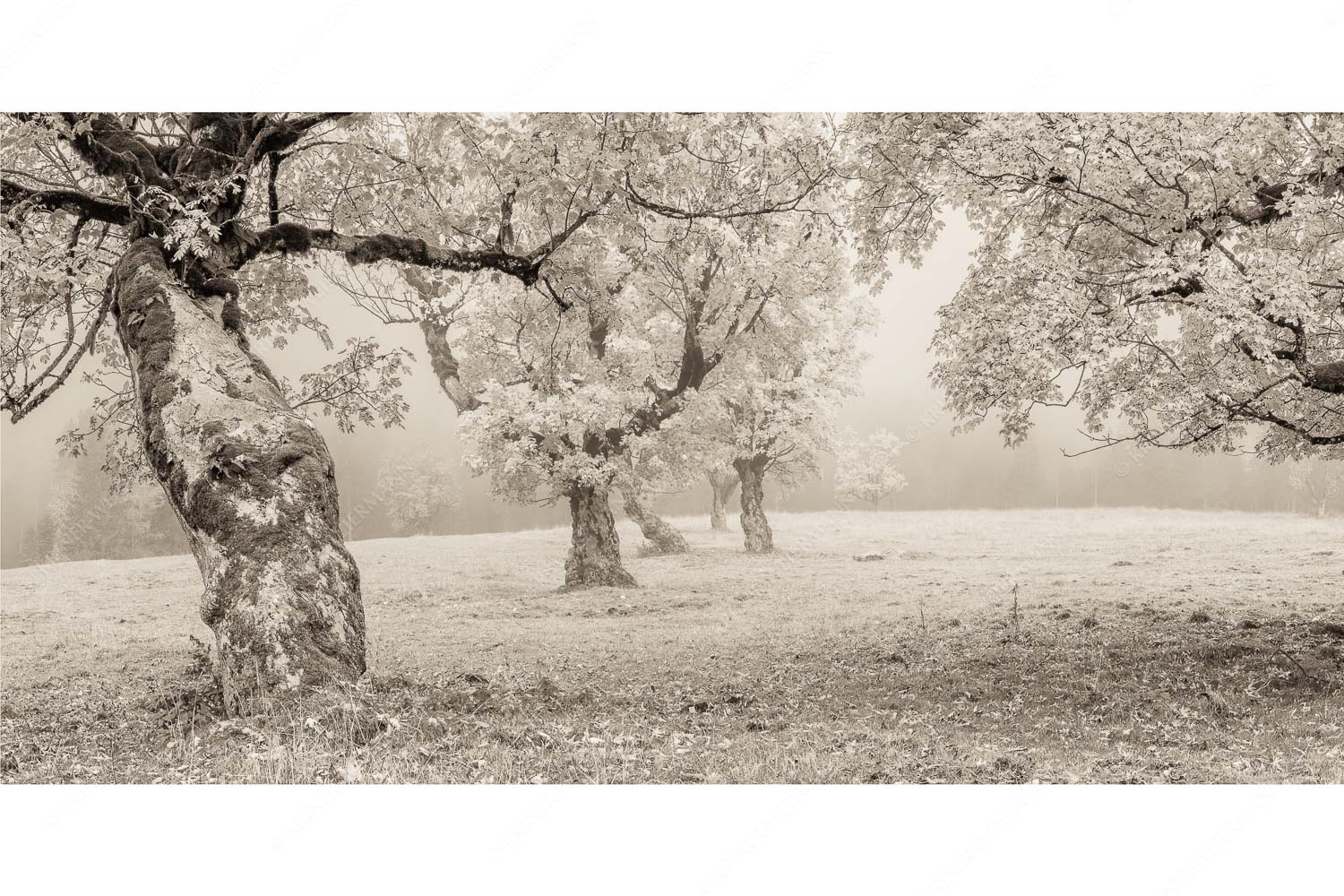 Bergahorne in herbstlicher Pracht im Karwendelgebirge
