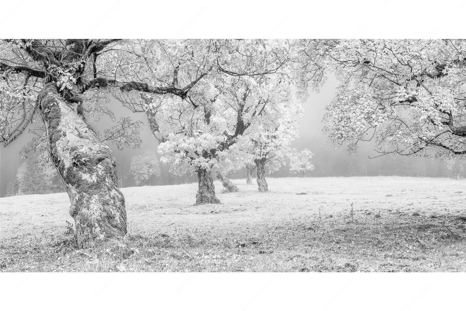 Bergahorne in herbstlicher Pracht im Karwendelgebirge