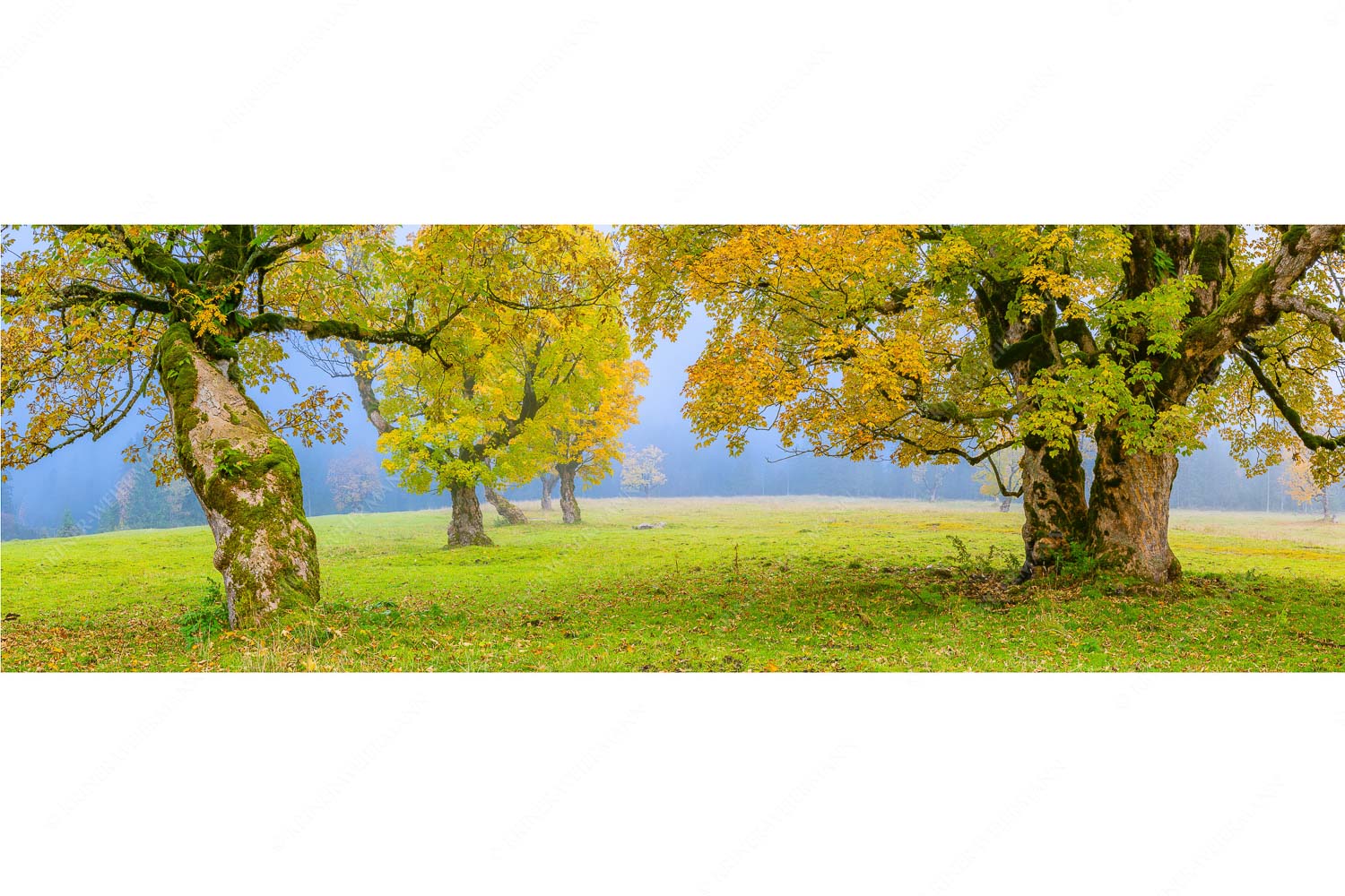Stille Farben – Seitenverhältnis 3:1 — Bergahorne Herbst Karwend Bergahorne in herbstlicher Pracht im Karwendelgebirge