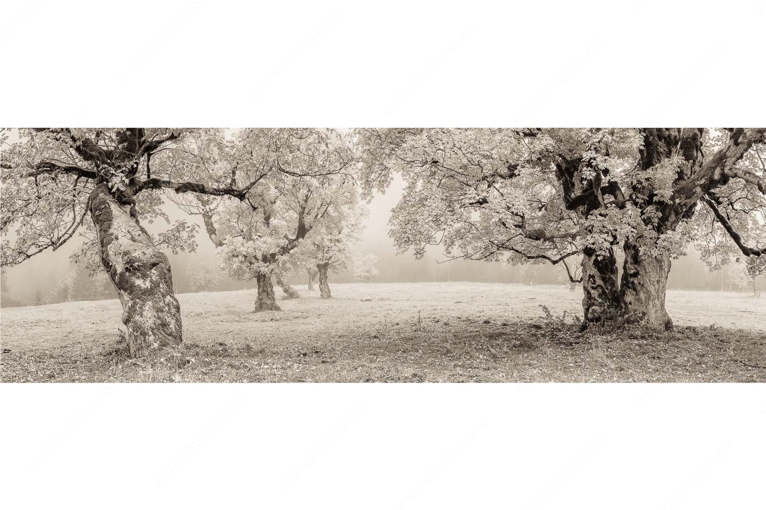 Bergahorne in herbstlicher Pracht im Karwendelgebirge