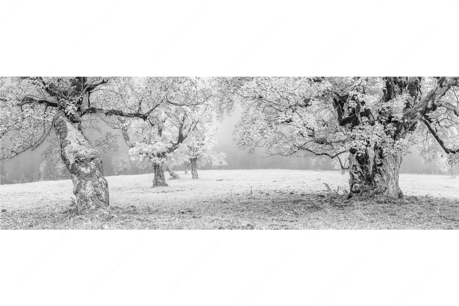 Bergahorne in herbstlicher Pracht im Karwendelgebirge