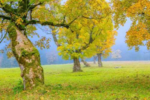 Bergahorne in herbstlicher Pracht im Karwendelgebirge - Stille Farben - Seitenverhältnis 3:2 - Bergahorne Herbst Karwend - weitere Infos unter https://www.kriner-weiermann.de