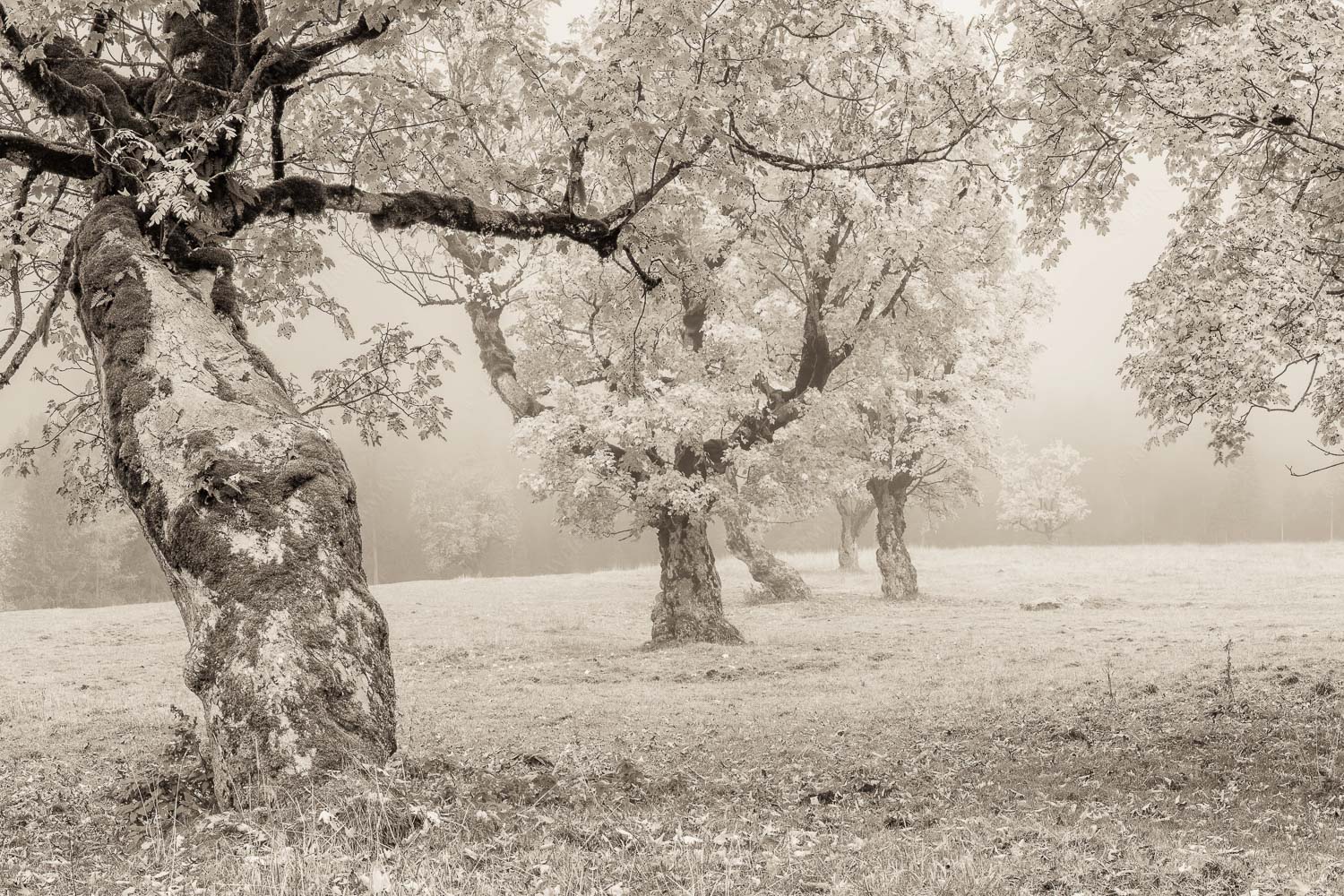Stille Farben – Seitenverhältnis 3:2 — Bergahorne Herbst Karwend Bergahorne in herbstlicher Pracht im Karwendelgebirge