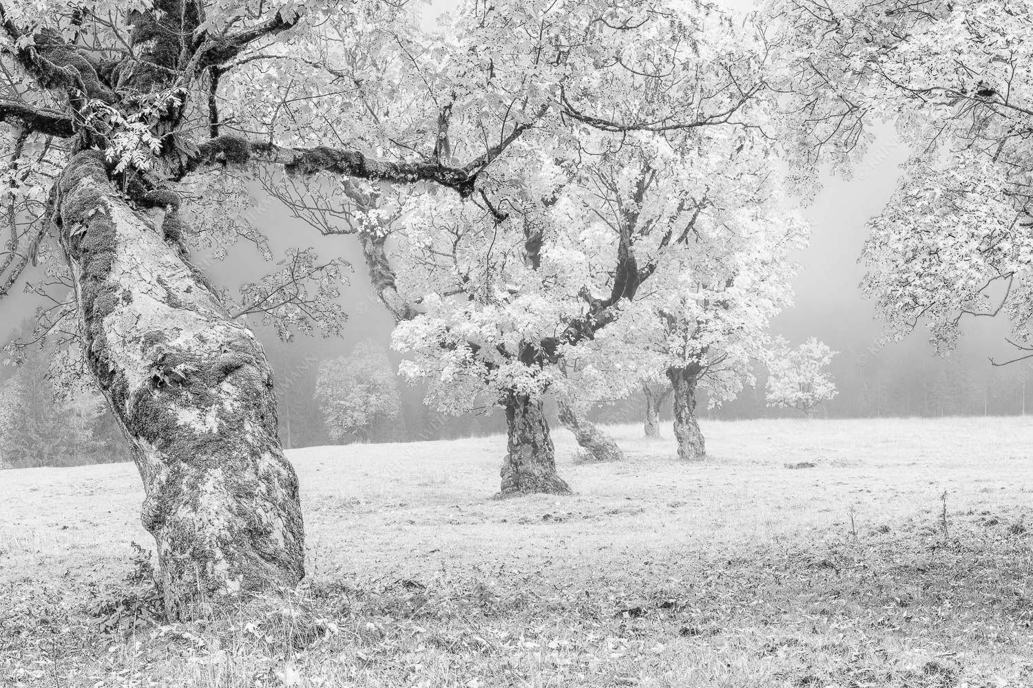 Bergahorne in herbstlicher Pracht im Karwendelgebirge