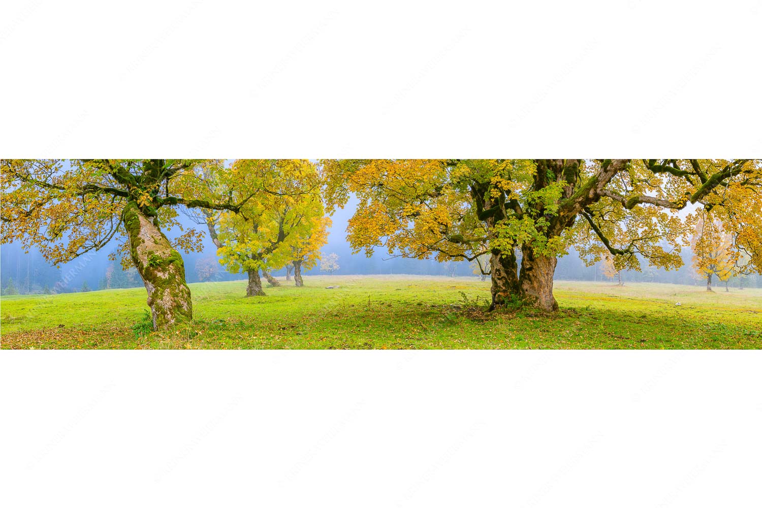 Bergahorne in herbstlicher Pracht im Karwendelgebirge - Stille Farben - Seitenverhältnis 4:1 - Bergahorne Herbst Karwend - weitere Infos unter https://www.kriner-weiermann.de