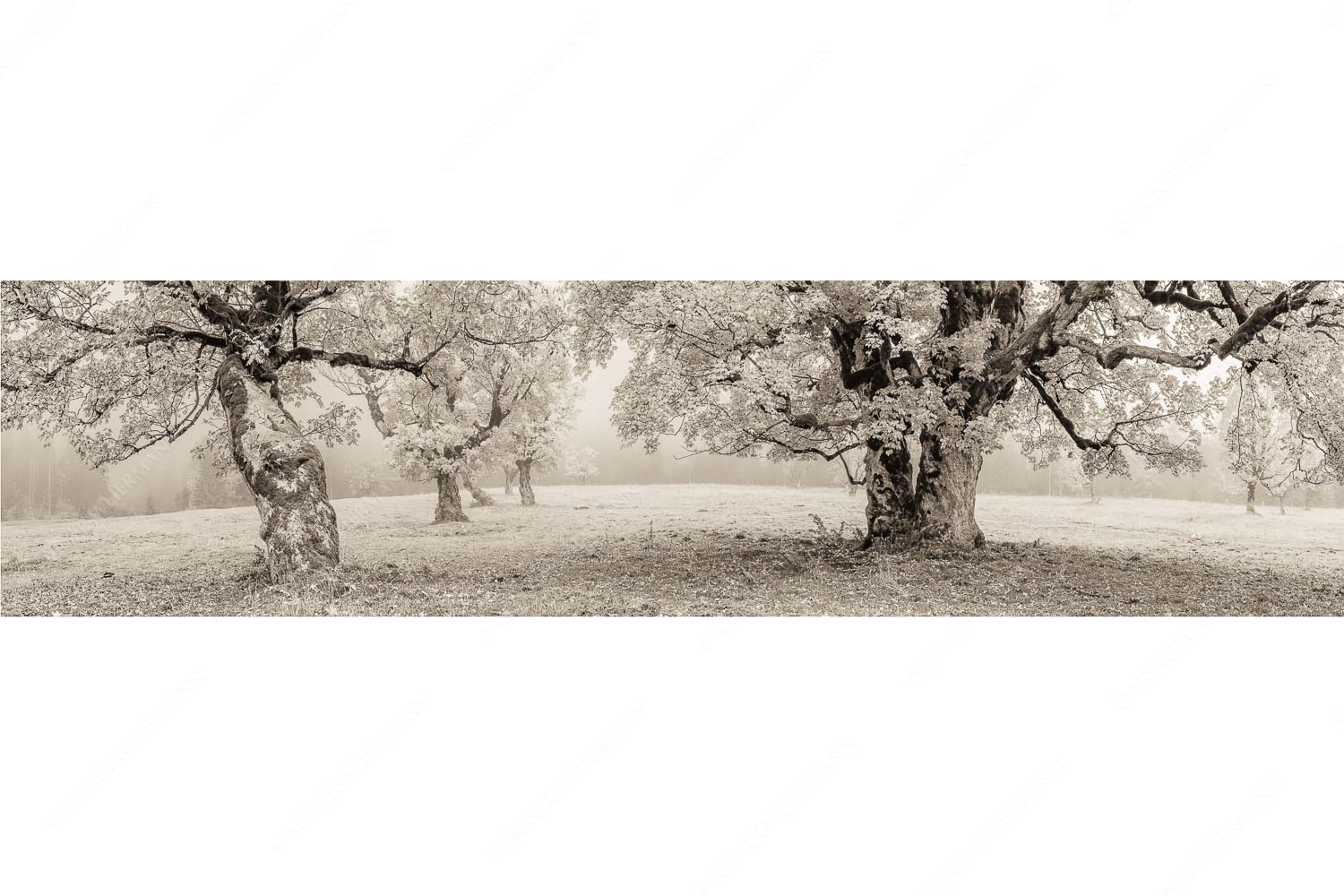 Stille Farben – Seitenverhältnis 4:1 — Bergahorne Herbst Karwend Bergahorne in herbstlicher Pracht im Karwendelgebirge