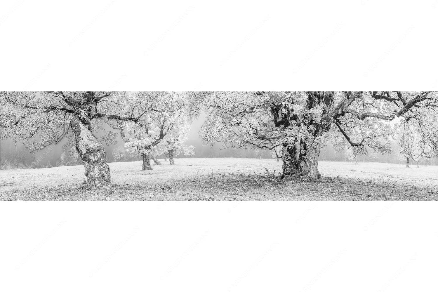 Bergahorne in herbstlicher Pracht im Karwendelgebirge