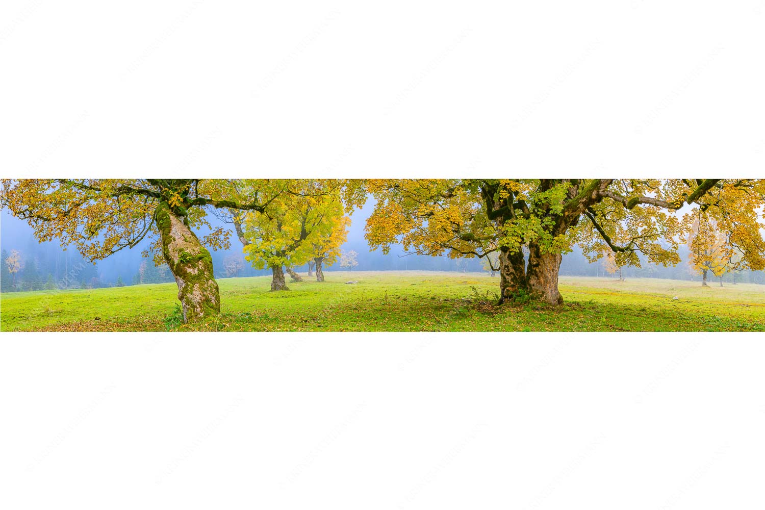 Bergahorne in herbstlicher Pracht im Karwendelgebirge