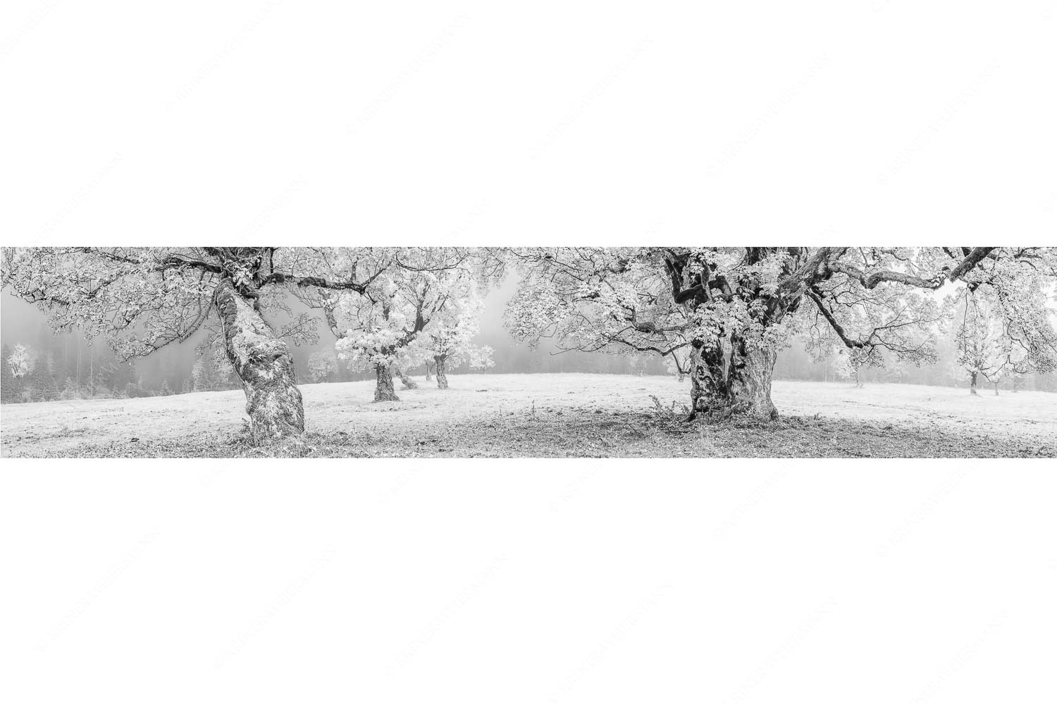 Bergahorne in herbstlicher Pracht im Karwendelgebirge