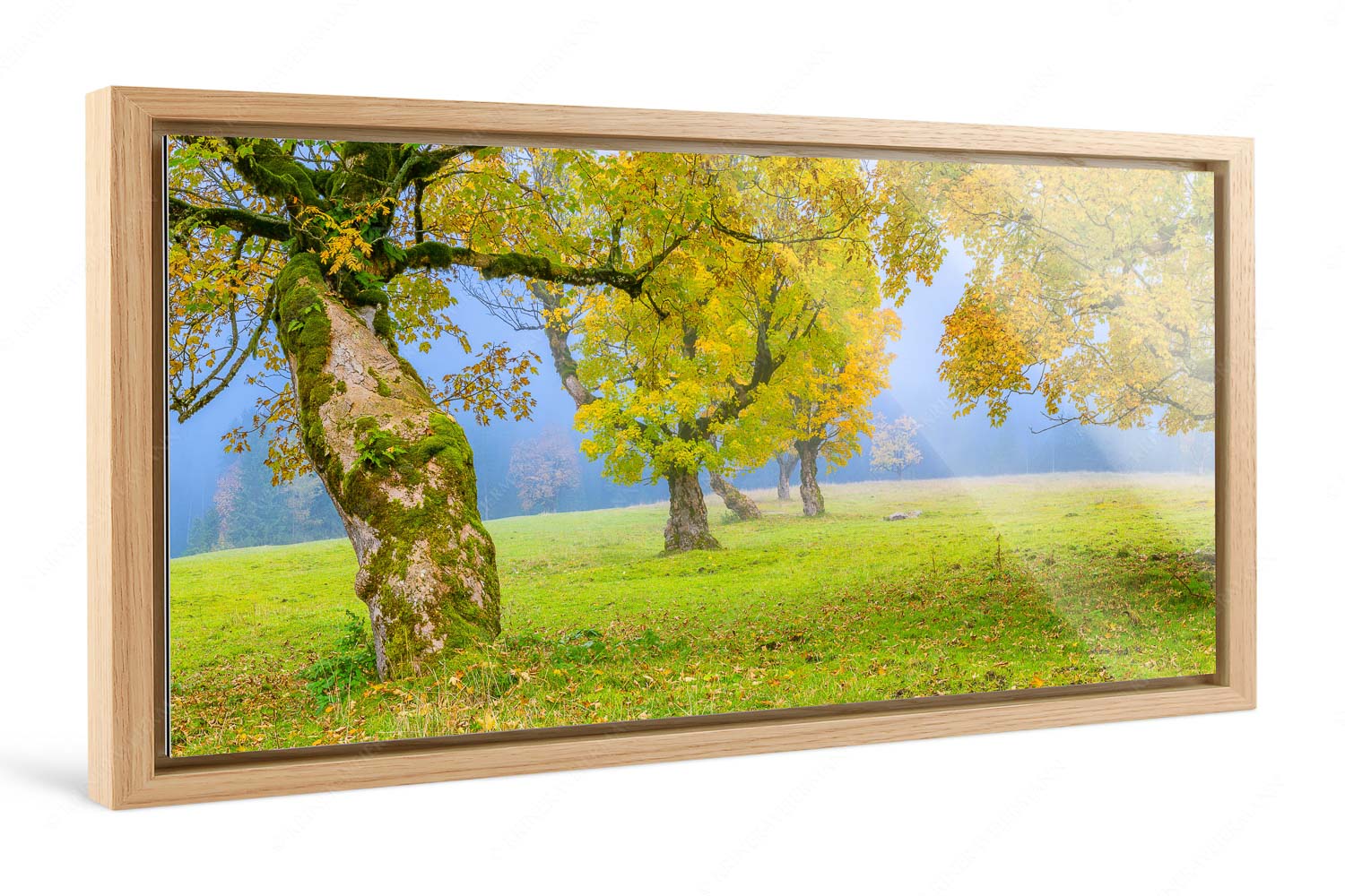 Stille Farben – Foto im Schattenfugen-Rahmen, Seitenverhältnis 2:1 — Bergahorne Herbst Karwend Bergahorne in herbstlicher Pracht im Karwendelgebirge - Stille Farben - Foto im Schattenfugen-Rahmen, Seitenverhältnis 2:1 - Bergahorne Herbst Karwend - weitere Infos unter https://www.kriner-weiermann.de