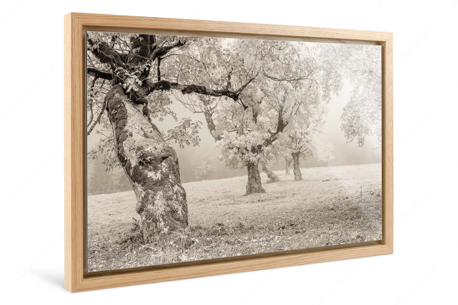 Stille Farben – Foto im Schattenfugen-Rahmen, Seitenverhältnis 3:2 — Bergahorne Herbst Karwend Bergahorne in herbstlicher Pracht im Karwendelgebirge - Stille Farben - Foto im Schattenfugen-Rahmen, Seitenverhältnis 3:2 - Bergahorne Herbst Karwend - weitere Infos unter https://www.kriner-weiermann.de