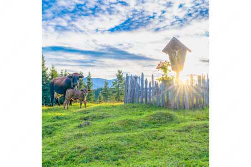 Mutterkuh mit Kalb und Feldkreuz mit Blick zum Karwendelgebirge - Wohl behütet - Seitenverhältnis 1:1 - Mutterkuh Kalb Feldkreuz - weitere Infos unter https://www.kriner-weiermann.de