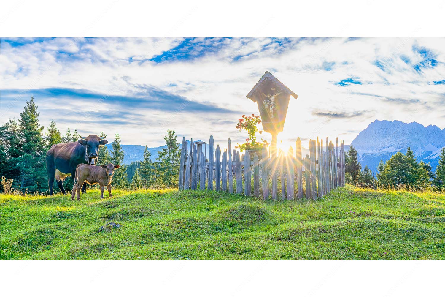 Mutterkuh mit Kalb und Feldkreuz mit Blick zum Karwendelgebirge