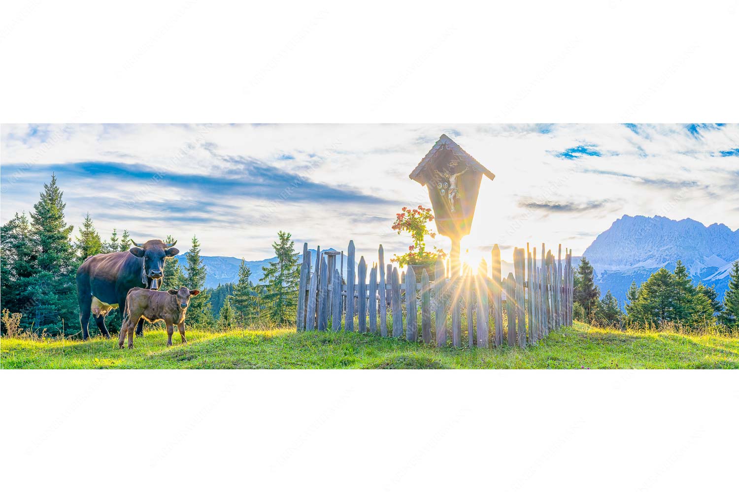 Mutterkuh mit Kalb und Feldkreuz mit Blick zum Karwendelgebirge