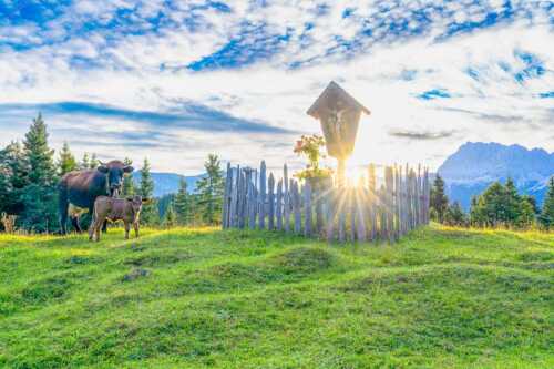 Mutterkuh mit Kalb und Feldkreuz mit Blick zum Karwendelgebirge - Wohl behütet - Seitenverhältnis 3:2 - Mutterkuh Kalb Feldkreuz - weitere Infos unter https://www.kriner-weiermann.de