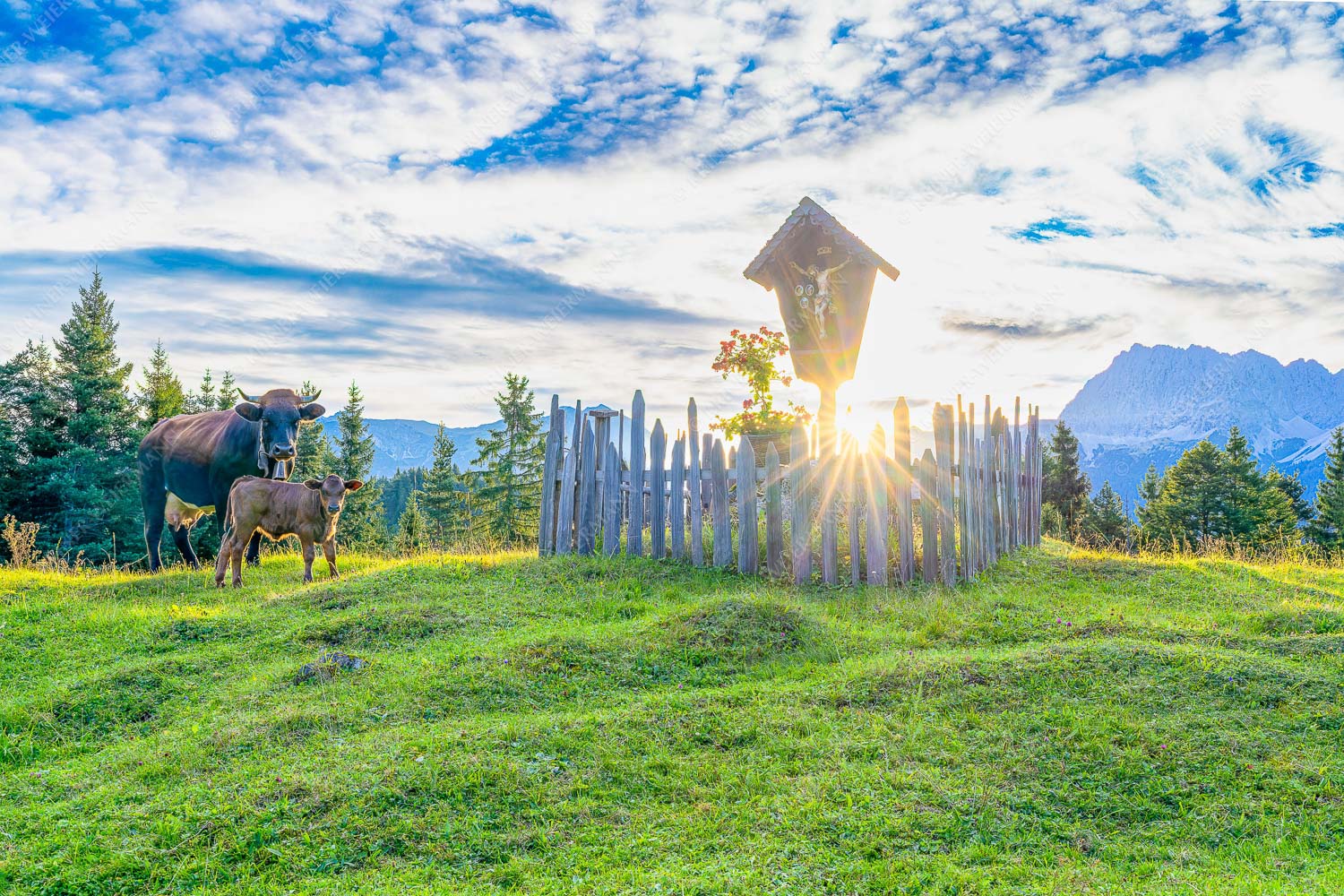 Mutterkuh mit Kalb und Feldkreuz mit Blick zum Karwendelgebirge - Wohl behütet - Seitenverhältnis 3:2 - Mutterkuh Kalb Feldkreuz - weitere Infos unter https://www.kriner-weiermann.de