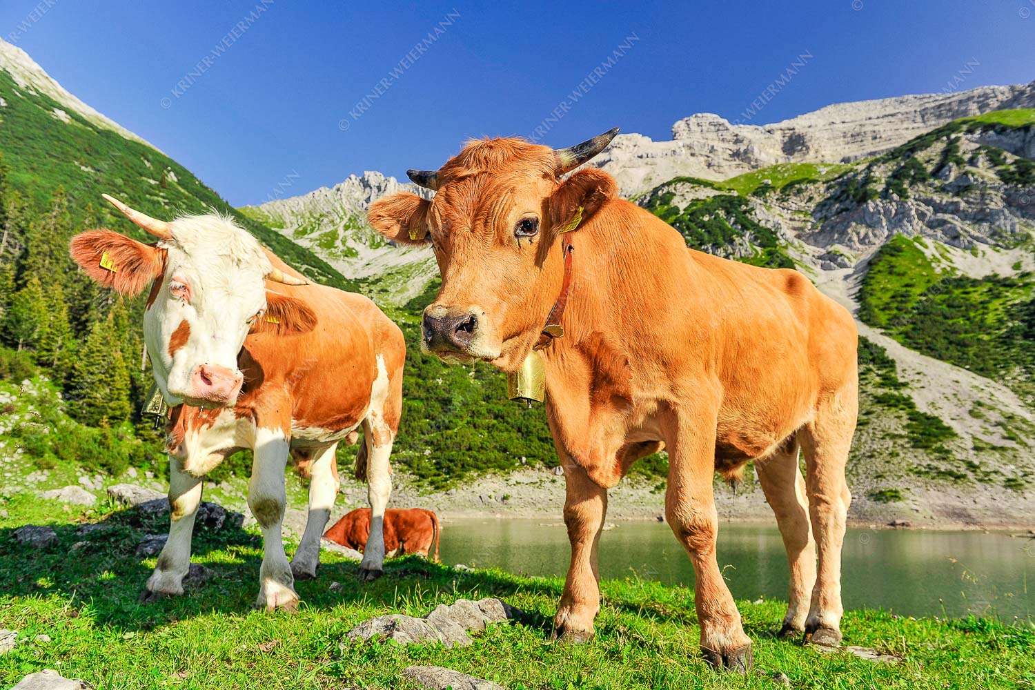 Jungvieh am kleinen Soiernsee mit Soiernspitze im Hintergrund - Auf der Alm - Seitenverhältnis 3:2 - Kälber im Soierngebirge - weitere Infos unter https://www.kriner-weiermann.de