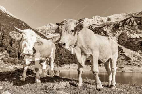 Jungvieh am kleinen Soiernsee mit Soiernspitze im Hintergrund - Auf der Alm - Seitenverhältnis 3:2 - Kälber im Soierngebirge - weitere Infos unter https://www.kriner-weiermann.de