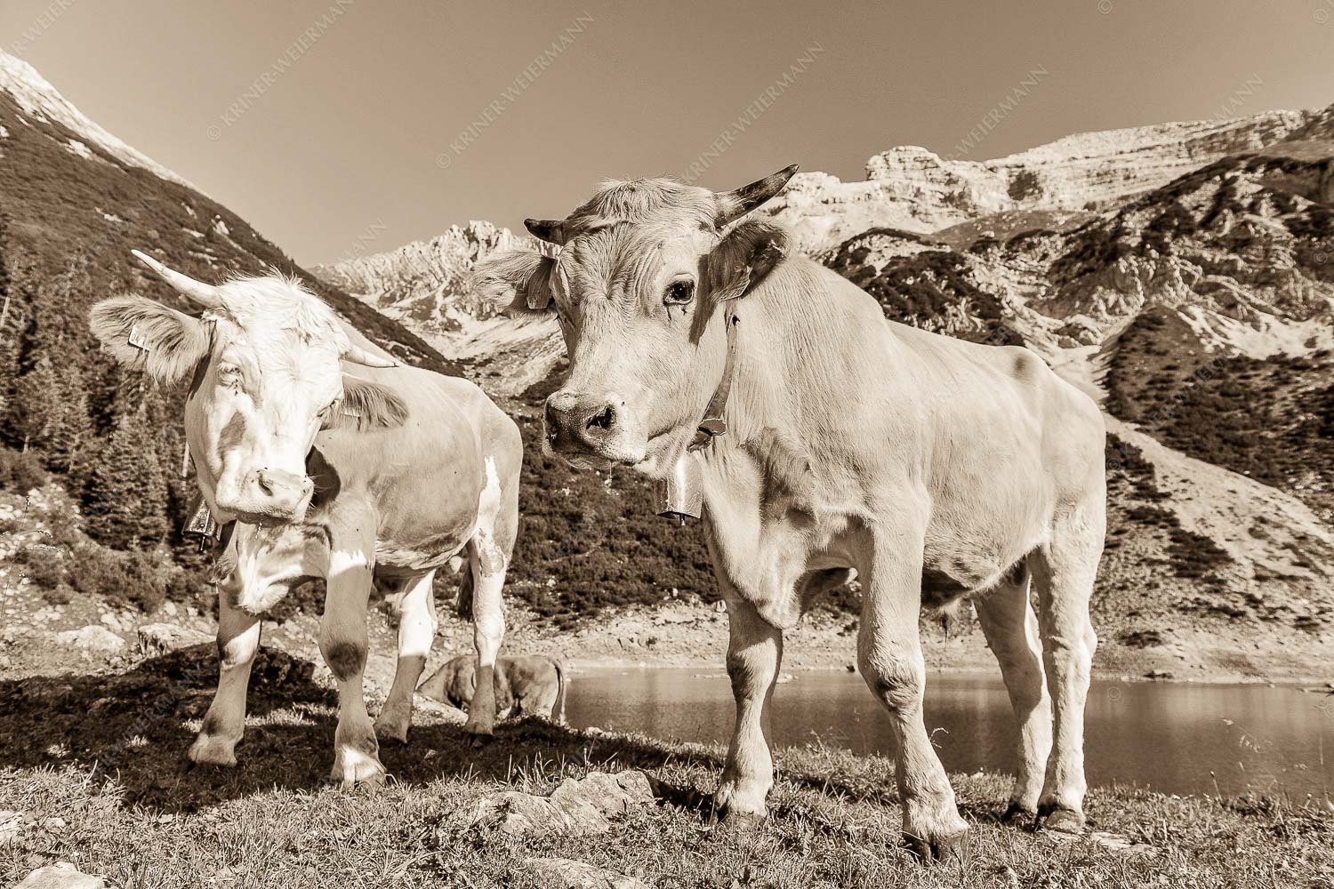 Jungvieh am kleinen Soiernsee mit Soiernspitze im Hintergrund - Auf der Alm - Seitenverhältnis 3:2 - Kälber im Soierngebirge - weitere Infos unter https://www.kriner-weiermann.de
