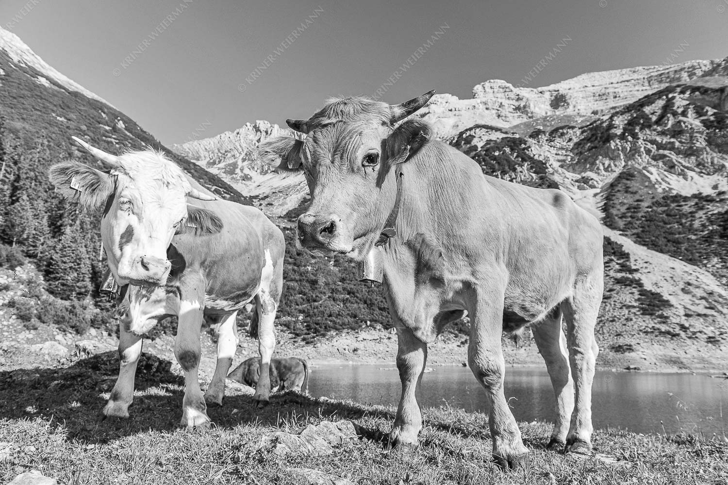 Jungvieh am kleinen Soiernsee mit Soiernspitze im Hintergrund - Auf der Alm - Seitenverhältnis 3:2 - Kälber im Soierngebirge - weitere Infos unter https://www.kriner-weiermann.de
