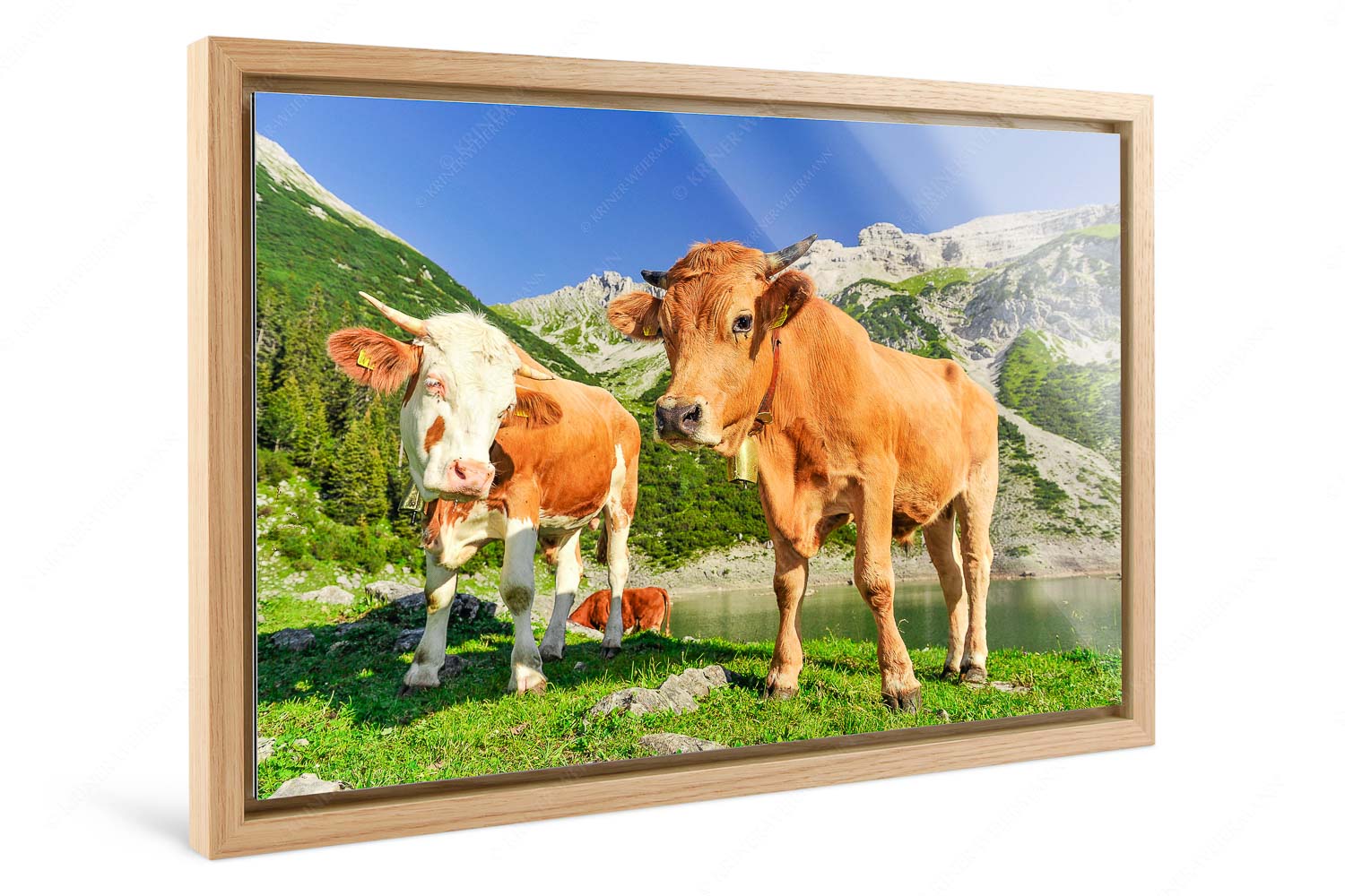 Auf der Alm – Foto im Schattenfugen-Rahmen, Seitenverhältnis 3:2 — Kälber im Soierngebirge Jungvieh am kleinen Soiernsee mit Soiernspitze im Hintergrund - Auf der Alm - Foto im Schattenfugen-Rahmen, Seitenverhältnis 3:2 - Kälber im Soierngebirge - weitere Infos unter https://www.kriner-weiermann.de