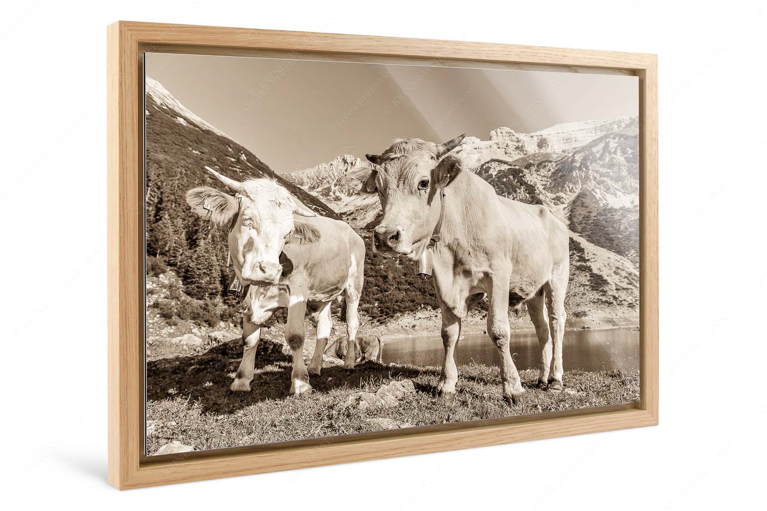 Auf der Alm – Foto im Schattenfugen-Rahmen, Seitenverhältnis 3:2 — Kälber im Soierngebirge Jungvieh am kleinen Soiernsee mit Soiernspitze im Hintergrund - Auf der Alm - Foto im Schattenfugen-Rahmen, Seitenverhältnis 3:2 - Kälber im Soierngebirge - weitere Infos unter https://www.kriner-weiermann.de