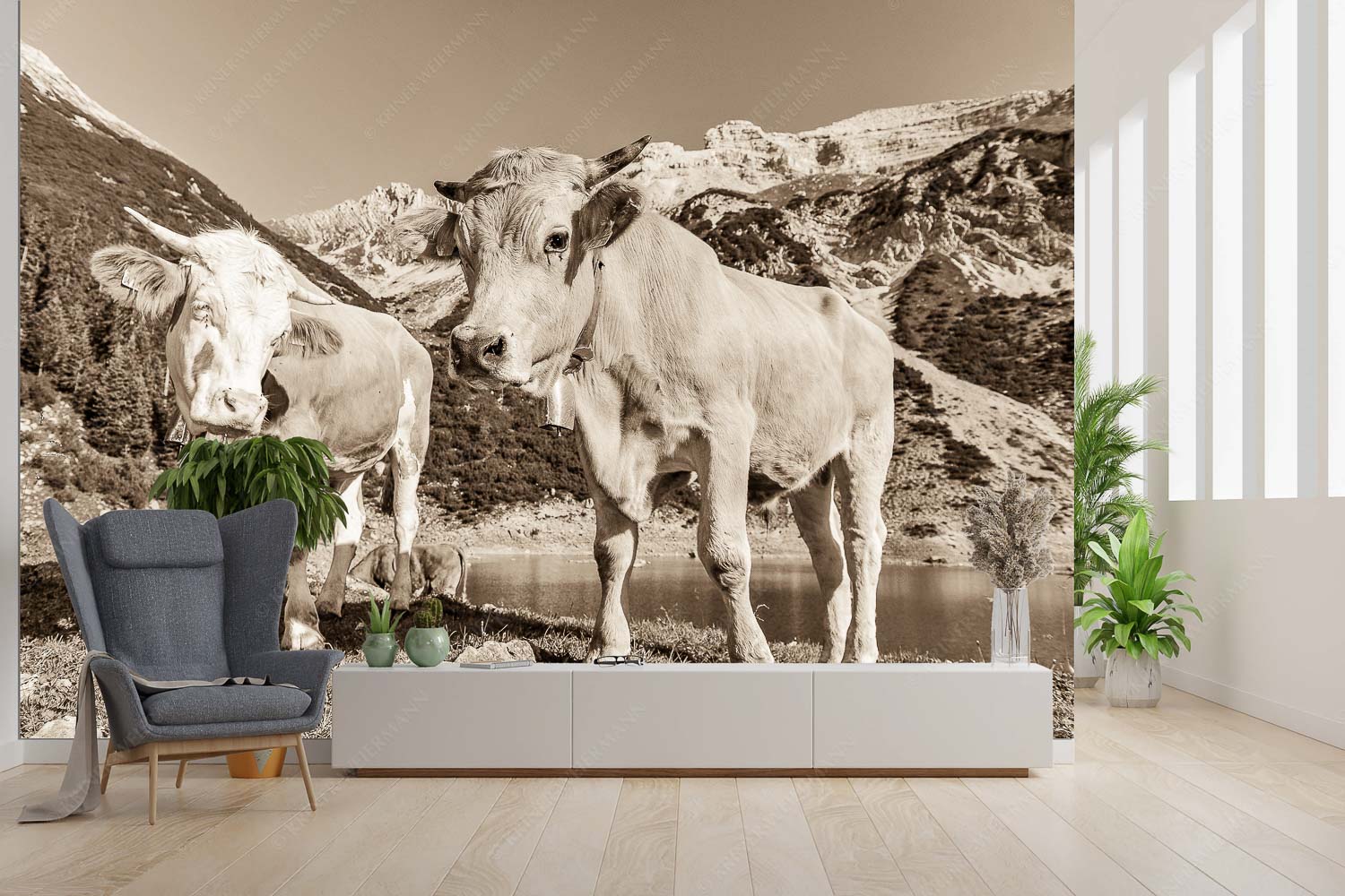 Auf der Alm – Fototapete – Größe ca. 300x200cm, Seitenverhältnis 3:2 — Kälber im Soierngebirge Jungvieh am kleinen Soiernsee mit Soiernspitze im Hintergrund - Auf der Alm - Fototapete - Größe ca. 300x200cm, Seitenverhältnis 3:2 - Kälber im Soierngebirge - weitere Infos unter https://www.kriner-weiermann.de