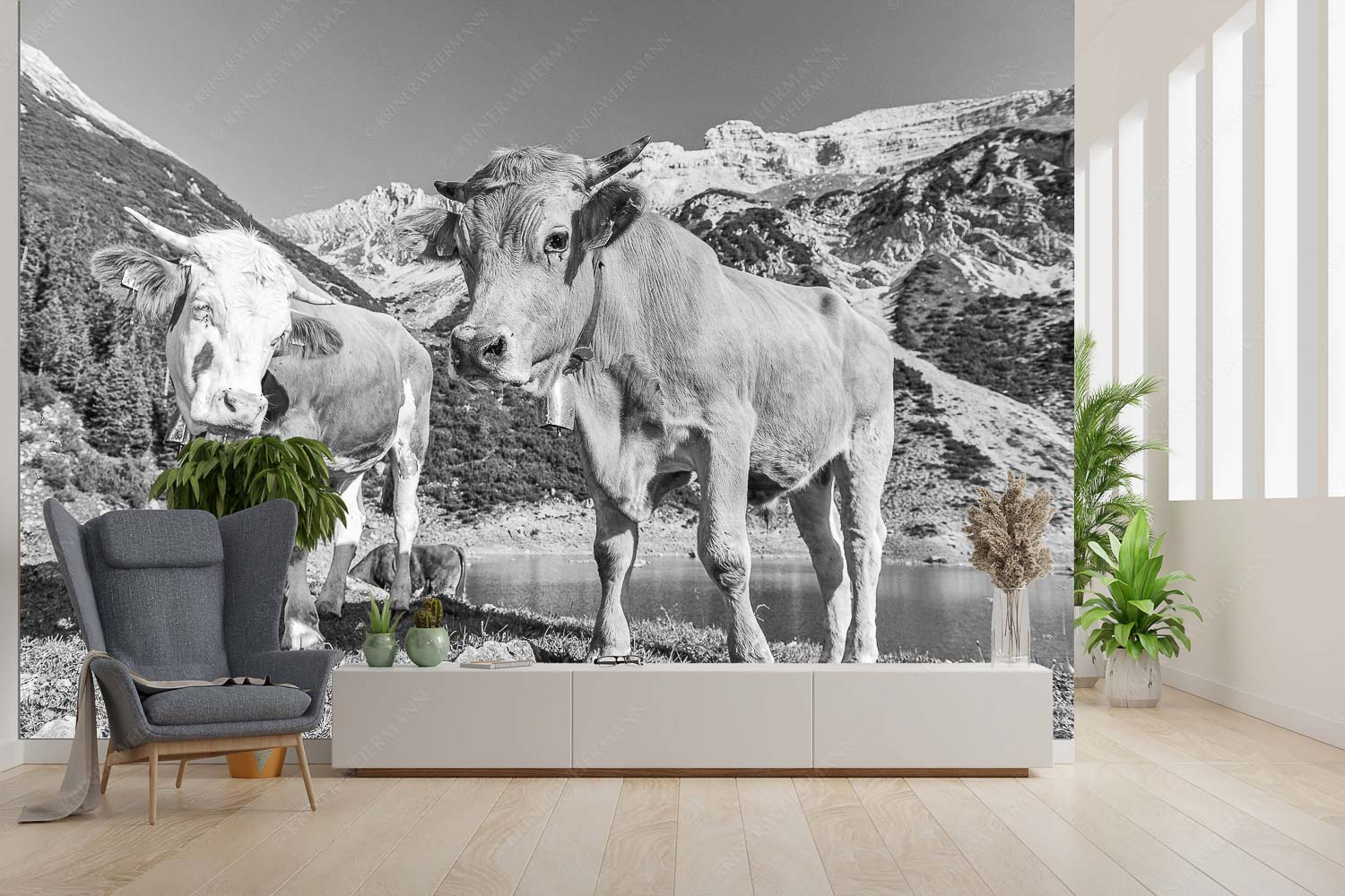 Auf der Alm – Fototapete – Größe ca. 300x200cm, Seitenverhältnis 3:2 — Kälber im Soierngebirge Jungvieh am kleinen Soiernsee mit Soiernspitze im Hintergrund - Auf der Alm - Fototapete - Größe ca. 300x200cm, Seitenverhältnis 3:2 - Kälber im Soierngebirge - weitere Infos unter https://www.kriner-weiermann.de