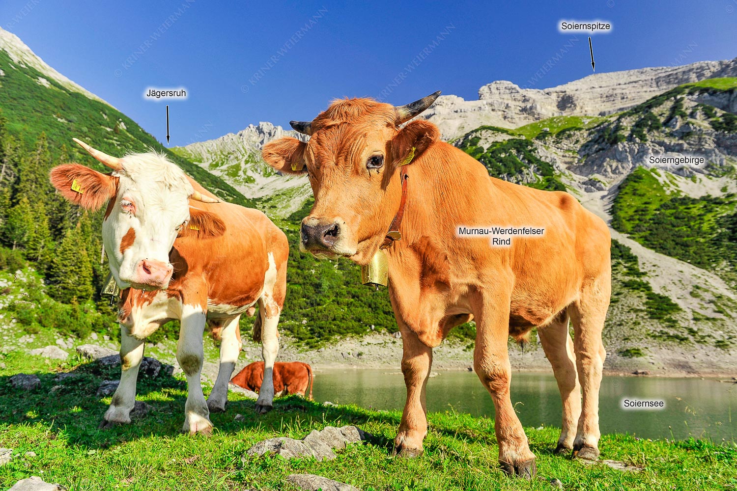 Auf der Alm — Jungvieh am kleinen Soiernsee mit Soiernspitze im Hintergrund - Auf der Alm -
