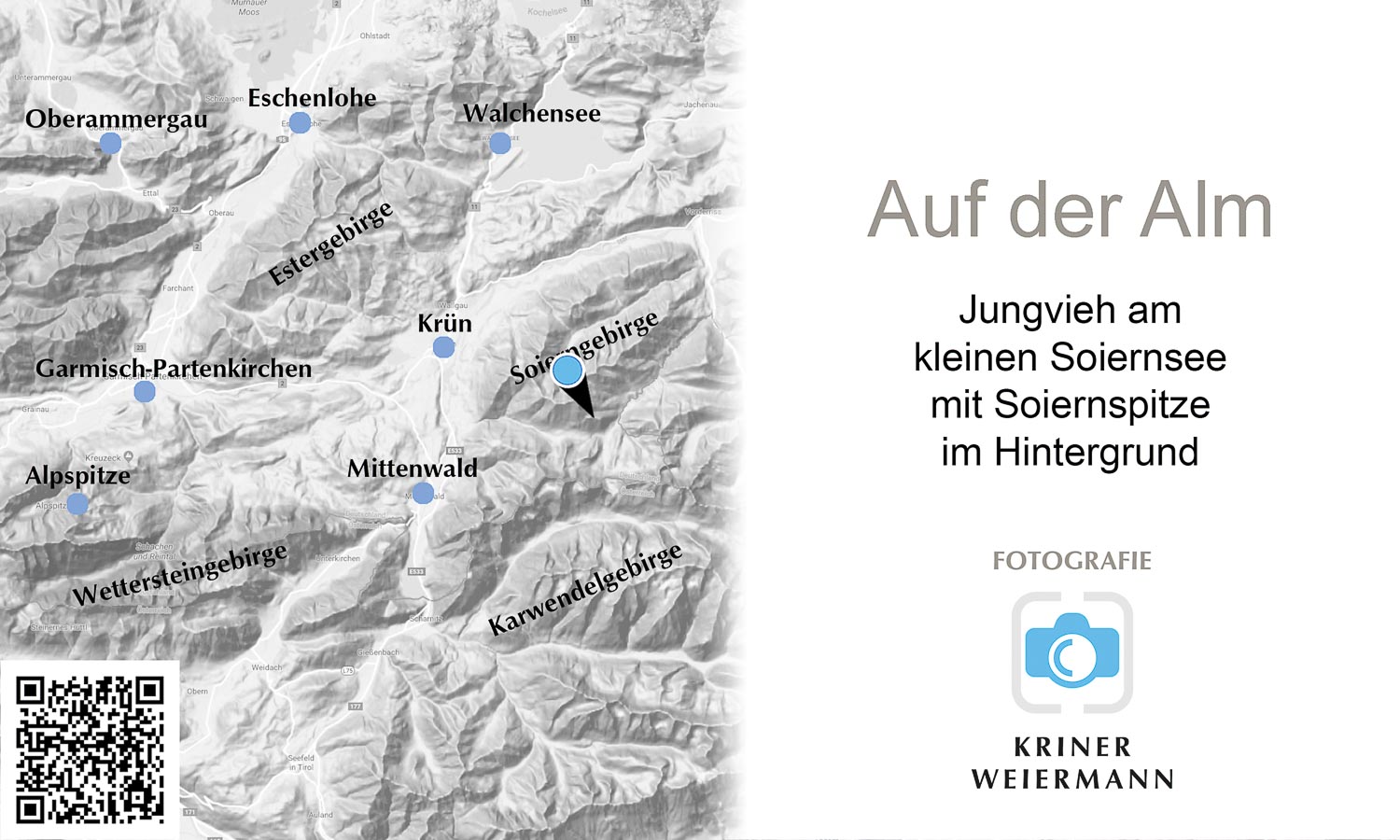Auf der Alm — Jungvieh am kleinen Soiernsee mit Soiernspitze im Hintergrund - Auf der Alm -