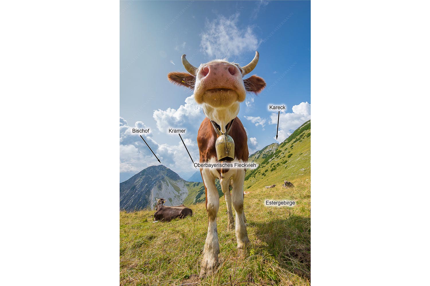 Gestatten — Jungvieh bei der Weilheimerhütte im Estergebirge - Gestatten -