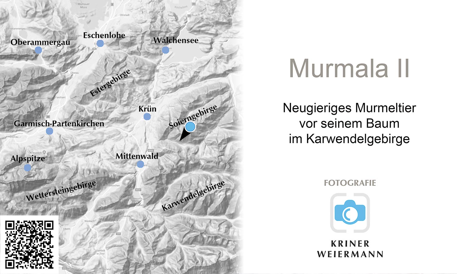 Murmala II — Neugieriges Murmeltier vor seinem Baum im Karwendelgebirge - Murmala II -