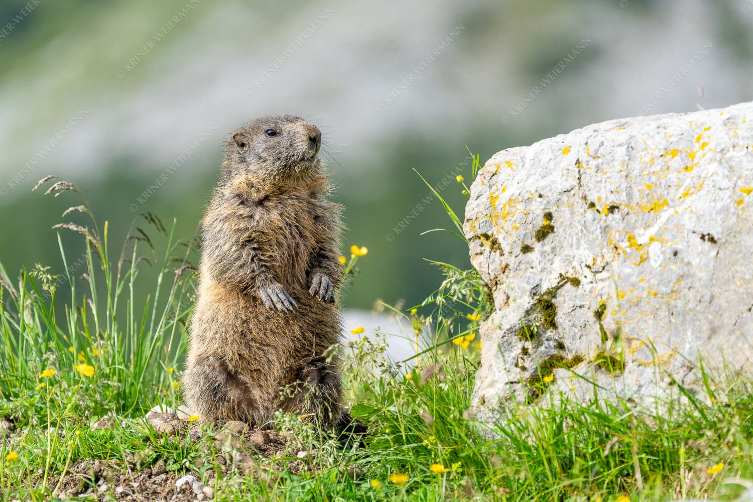 Neugieriges Murmeltier vor seinem Baum im Karwendelgebirge - Murmala II - Seitenverhältnis 3:2 - Murmeltier im Karwendel - weitere Infos unter https://www.kriner-weiermann.de