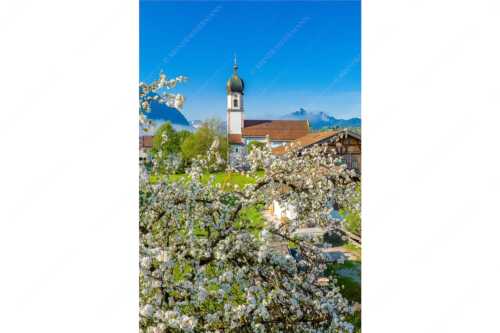 Kirche St. Sebastian in Krün mit Wetterstein- und Karwendelgebirge - Apfelblüte in Krün - Seitenverhältnis 2:3 - Kirche in Krün Karwendel und Wetterstein - weitere Infos unter https://www.kriner-weiermann.de