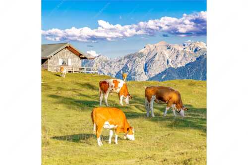 Blick über Krüneralm ins Karwendelgebirge - Auf da Krüneralm IV - Seitenverhältnis 1:1 - Junge Kälber im Estergebirge - weitere Infos unter https://www.kriner-weiermann.de