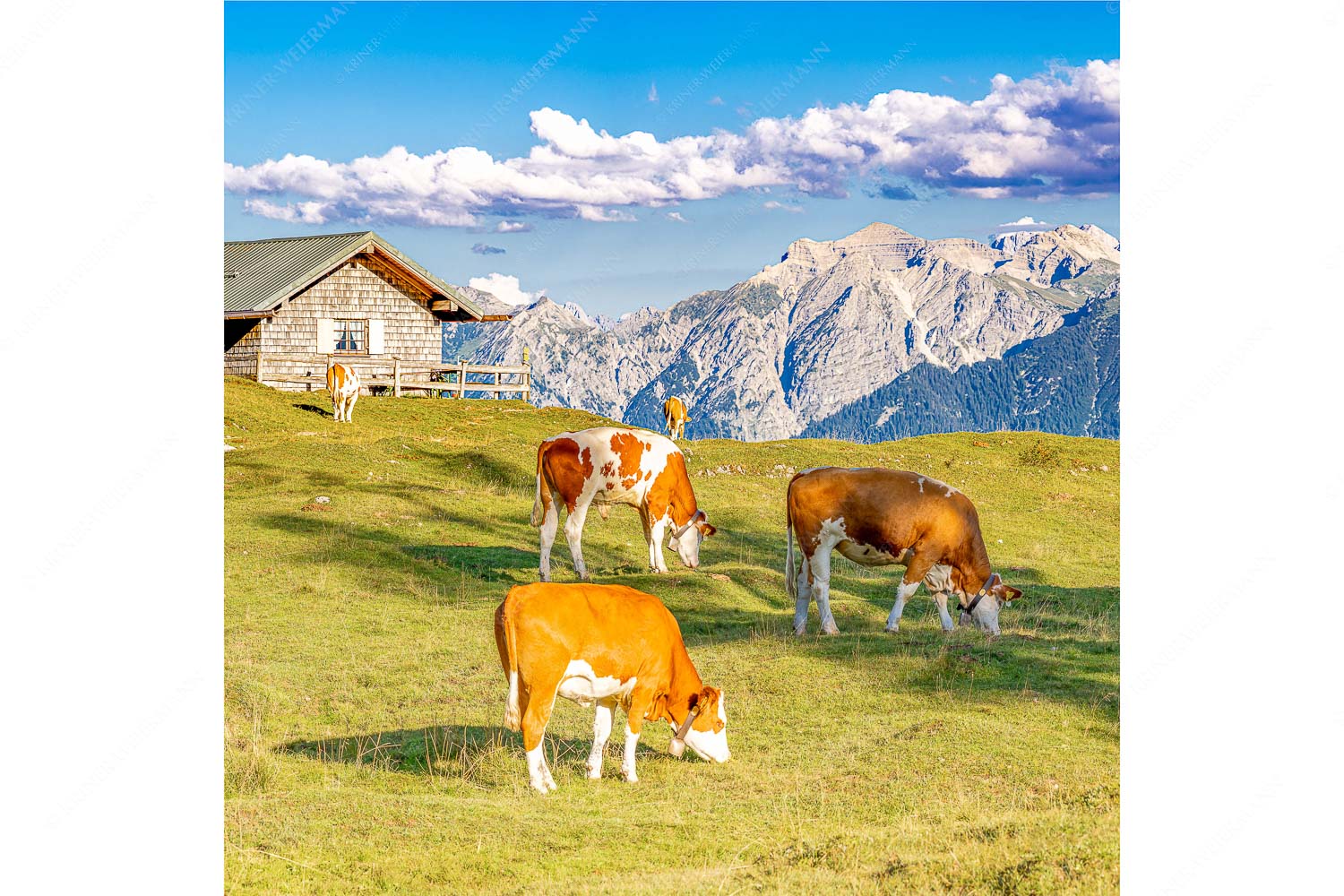Auf da Krüneralm IV – Seitenverhältnis 1:1 — Junge Kälber im Estergebirge Blick über Krüneralm ins Karwendelgebirge