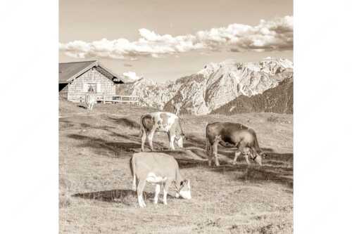 Blick über Krüneralm ins Karwendelgebirge - Auf da Krüneralm IV - Seitenverhältnis 1:1 - Junge Kälber im Estergebirge - weitere Infos unter https://www.kriner-weiermann.de