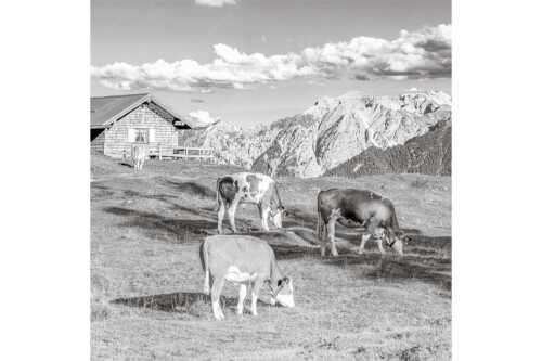 Blick über Krüneralm ins Karwendelgebirge - Auf da Krüneralm IV - Seitenverhältnis 1:1 - Junge Kälber im Estergebirge - weitere Infos unter https://www.kriner-weiermann.de