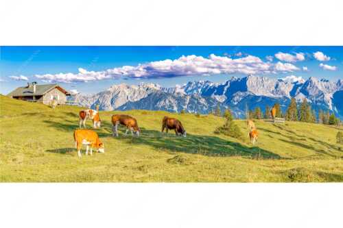 Blick über Krüneralm ins Karwendelgebirge - Auf da Krüneralm IV - Seitenverhältnis 2,5:1 - Junge Kälber im Estergebirge - weitere Infos unter https://www.kriner-weiermann.de