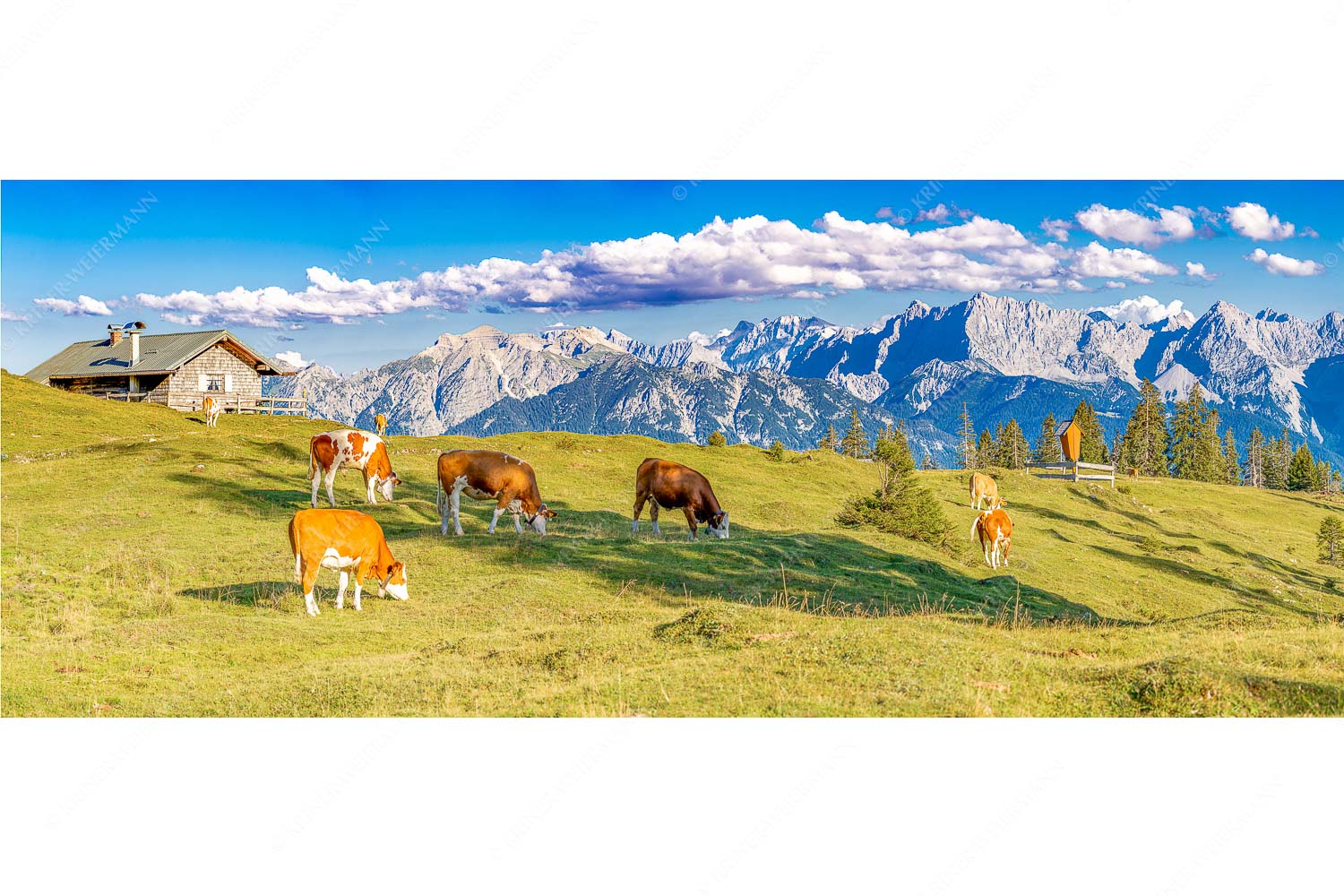 Auf da Krüneralm IV – Seitenverhältnis 2,5:1 — Junge Kälber im Estergebirge Blick über Krüneralm ins Karwendelgebirge