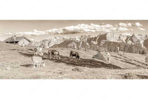 Blick über Krüneralm ins Karwendelgebirge - Auf da Krüneralm IV - Seitenverhältnis 2,5:1 - Junge Kälber im Estergebirge - weitere Infos unter https://www.kriner-weiermann.de