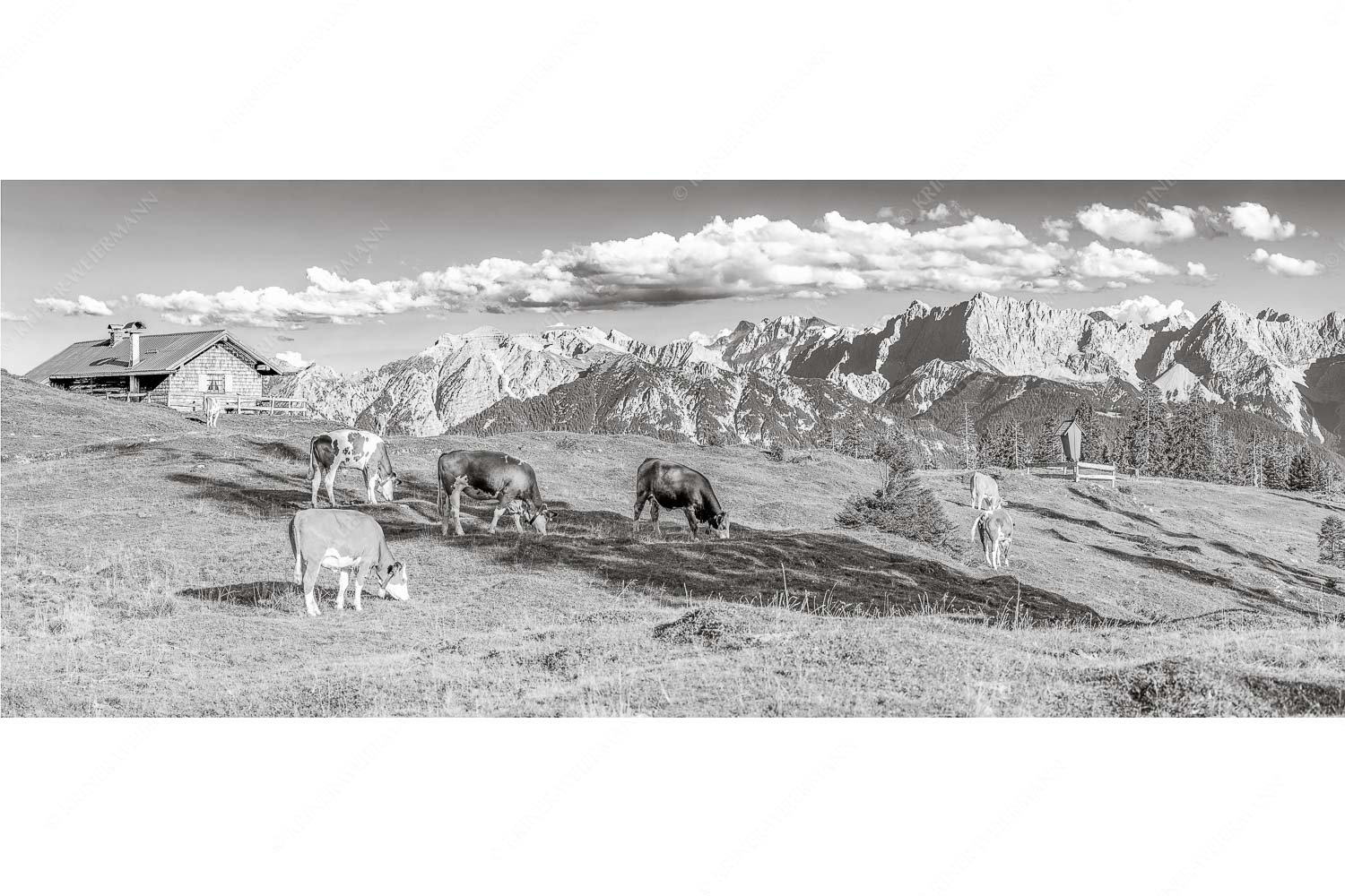 Blick über Krüneralm ins Karwendelgebirge - Auf da Krüneralm IV - Seitenverhältnis 2,5:1 - Junge Kälber im Estergebirge - weitere Infos unter https://www.kriner-weiermann.de