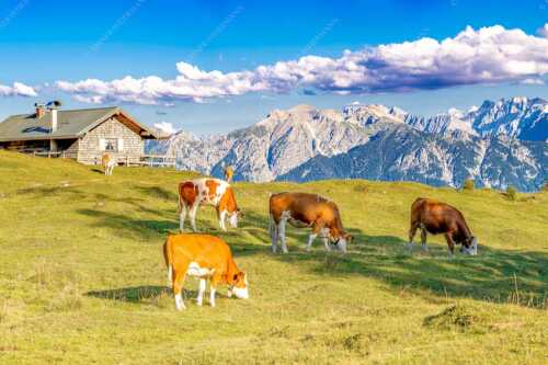 Blick über Krüneralm ins Karwendelgebirge - Auf da Krüneralm IV - Seitenverhältnis 3:2 - Junge Kälber im Estergebirge - weitere Infos unter https://www.kriner-weiermann.de