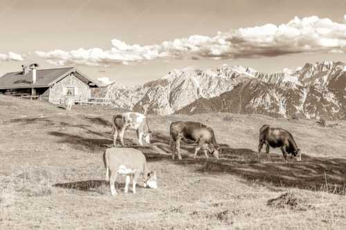 Blick über Krüneralm ins Karwendelgebirge - Auf da Krüneralm IV - Seitenverhältnis 3:2 - Junge Kälber im Estergebirge - weitere Infos unter https://www.kriner-weiermann.de