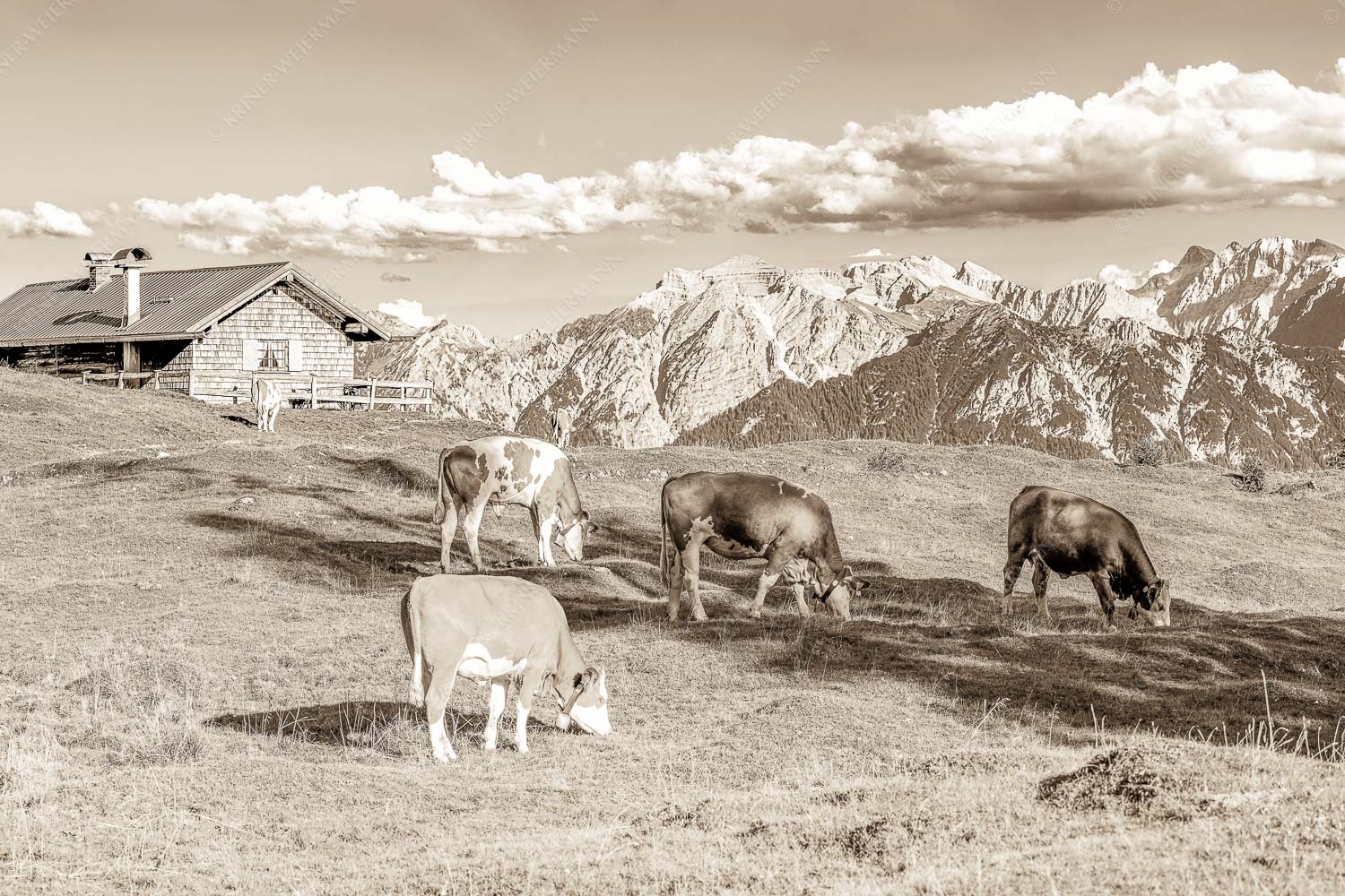 Auf da Krüneralm IV – Seitenverhältnis 3:2 — Junge Kälber im Estergebirge Blick über Krüneralm ins Karwendelgebirge