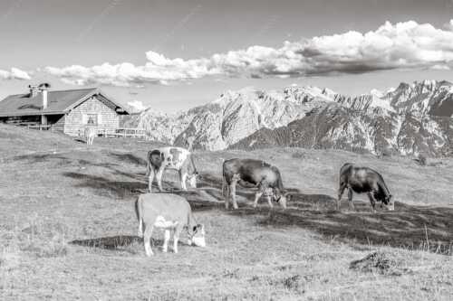 Blick über Krüneralm ins Karwendelgebirge - Auf da Krüneralm IV - Seitenverhältnis 3:2 - Junge Kälber im Estergebirge - weitere Infos unter https://www.kriner-weiermann.de