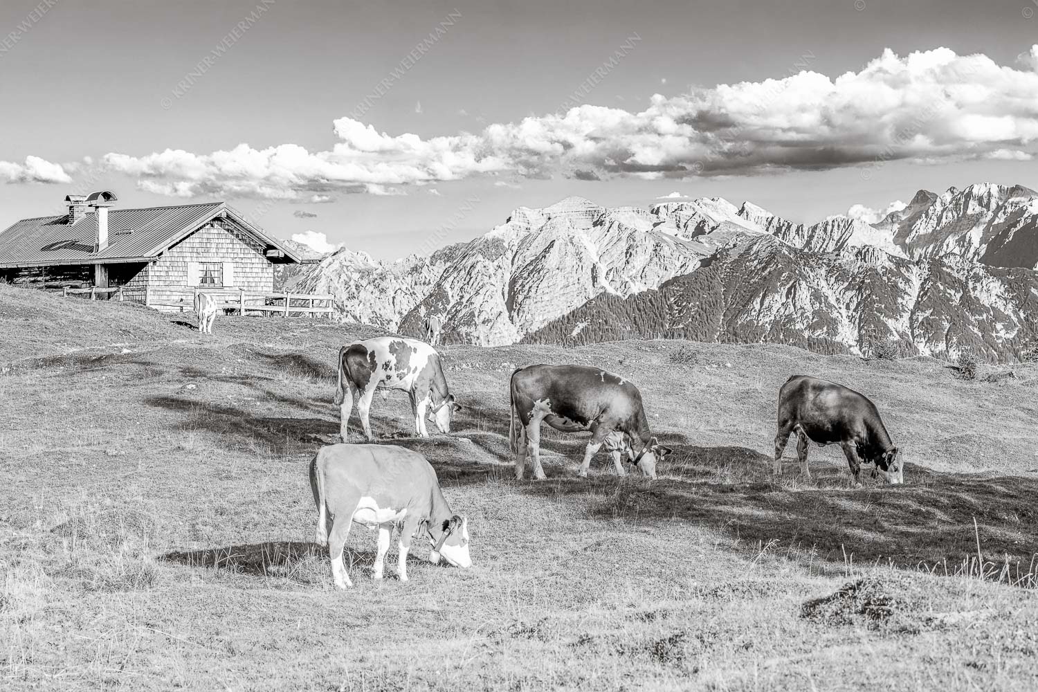 Blick über Krüneralm ins Karwendelgebirge - Auf da Krüneralm IV - Seitenverhältnis 3:2 - Junge Kälber im Estergebirge - weitere Infos unter https://www.kriner-weiermann.de