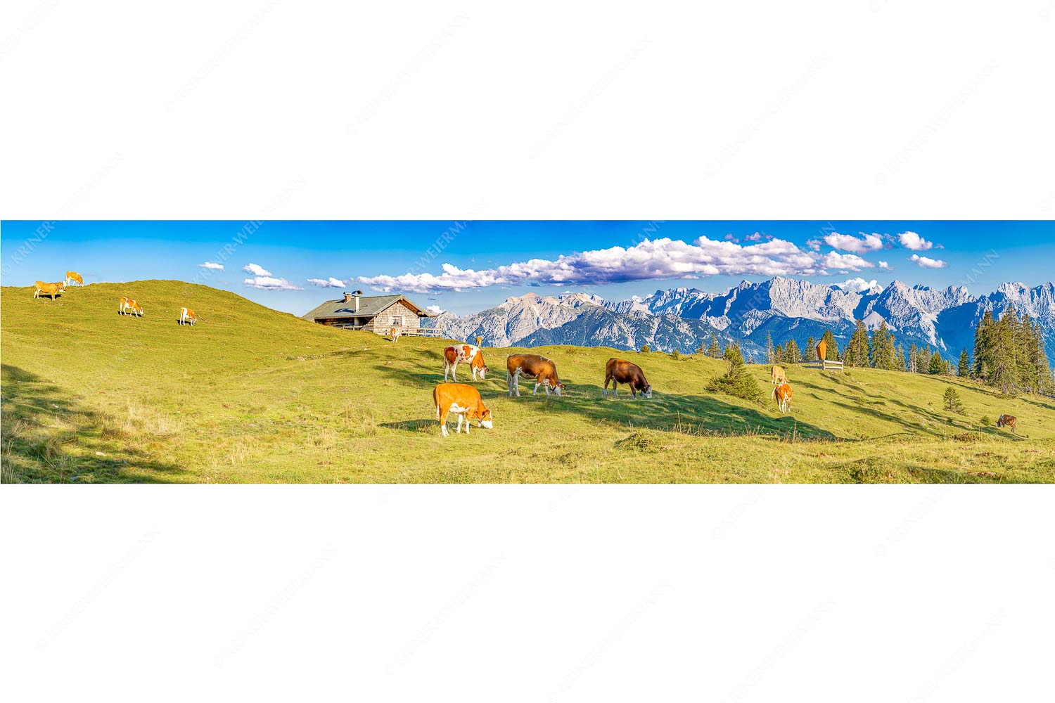 Auf da Krüneralm IV – Seitenverhältnis 4:1 — Junge Kälber im Estergebirge Blick über Krüneralm ins Karwendelgebirge