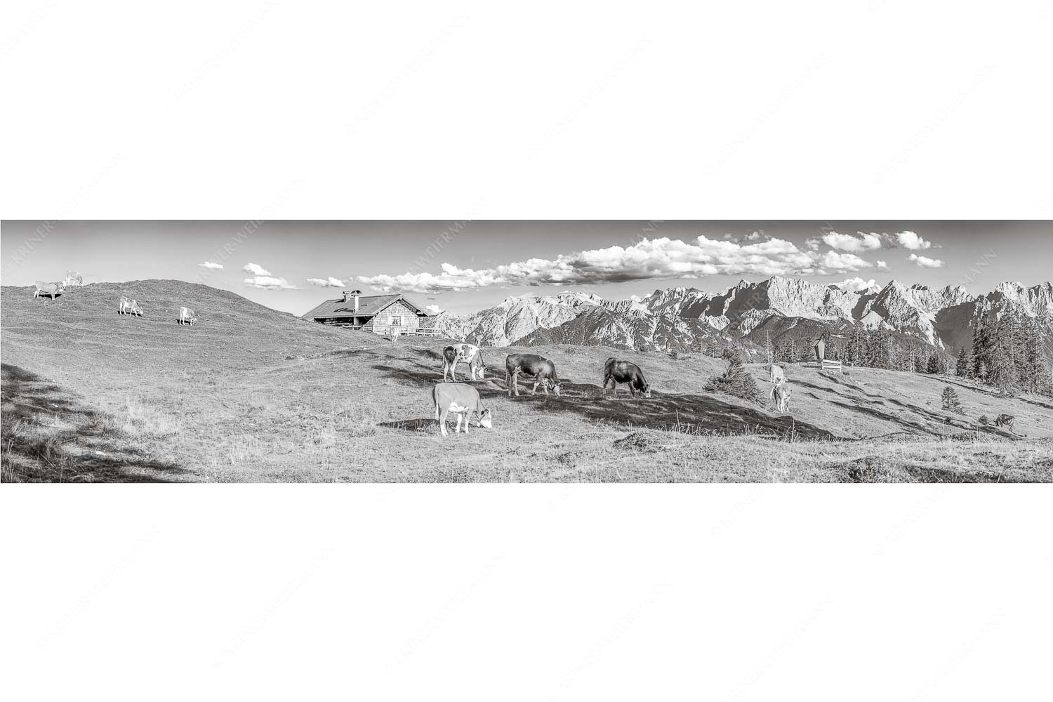 Blick über Krüneralm ins Karwendelgebirge - Auf da Krüneralm IV - Seitenverhältnis 4:1 - Junge Kälber im Estergebirge - weitere Infos unter https://www.kriner-weiermann.de