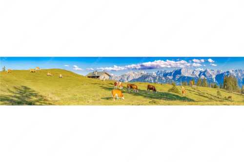 Blick über Krüneralm ins Karwendelgebirge - Auf da Krüneralm IV - Seitenverhältnis 5:1 - Junge Kälber im Estergebirge - weitere Infos unter https://www.kriner-weiermann.de
